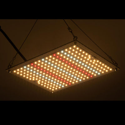 RikoLite 100W 277vac ไฮโดรโปนิกส์ Led Grow Lights Quantum Board 167.3umol / S